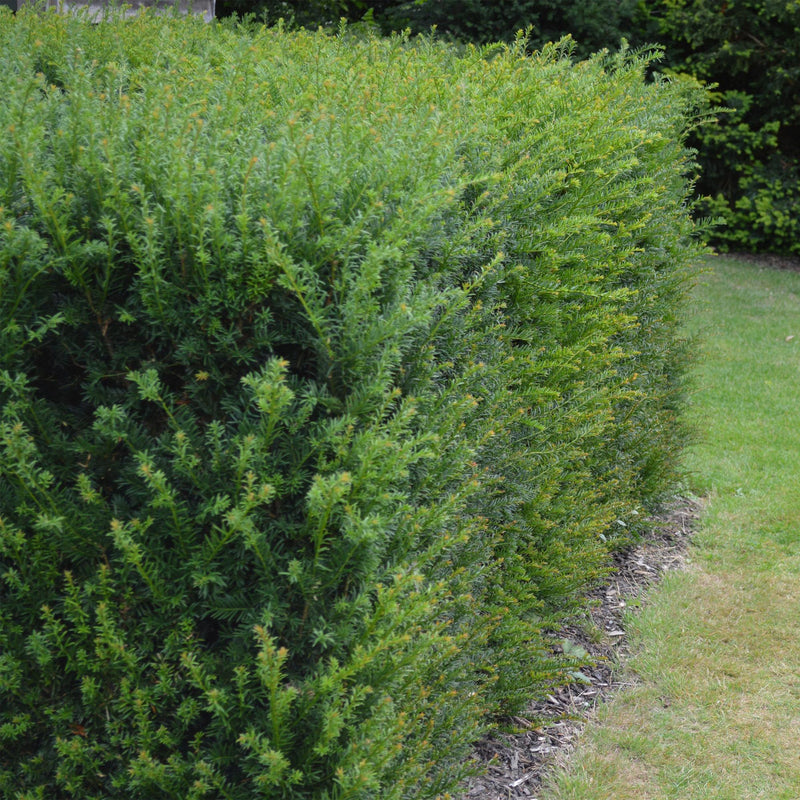 If commun (Taxus baccata), plante de haie persistante, Pot 17 cm, Hauteur 60 cm