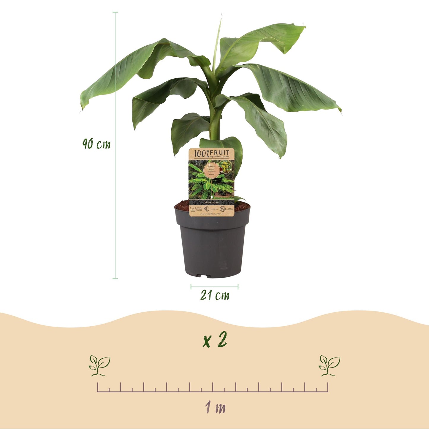 Musa Basjoo : plant en pot avec une étiquette produit. Schéma des dimensions (90 cm de haut, pot de 21 cm) et de l'espacement de plantation 