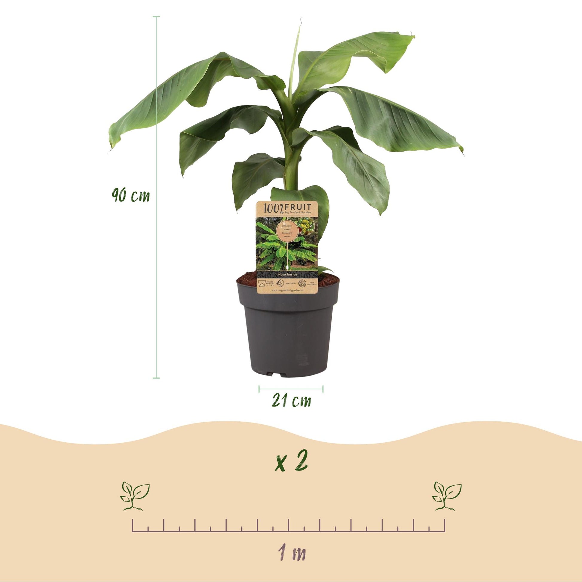 Musa Basjoo : plant en pot avec une étiquette produit. Schéma des dimensions (90 cm de haut, pot de 21 cm) et de l'espacement de plantation 