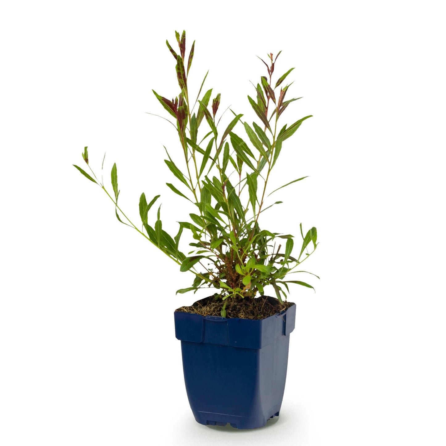Gaura lindh. Whirling Butterflies, jeune plant en pot bleu sur fond blanc, prêt à être planté.