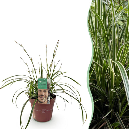 Carex morrowii Ice Dance en pot sur fond blanc, juxtaposé à un gros plan de son feuillage panaché vert et blanc en pleine terre.
