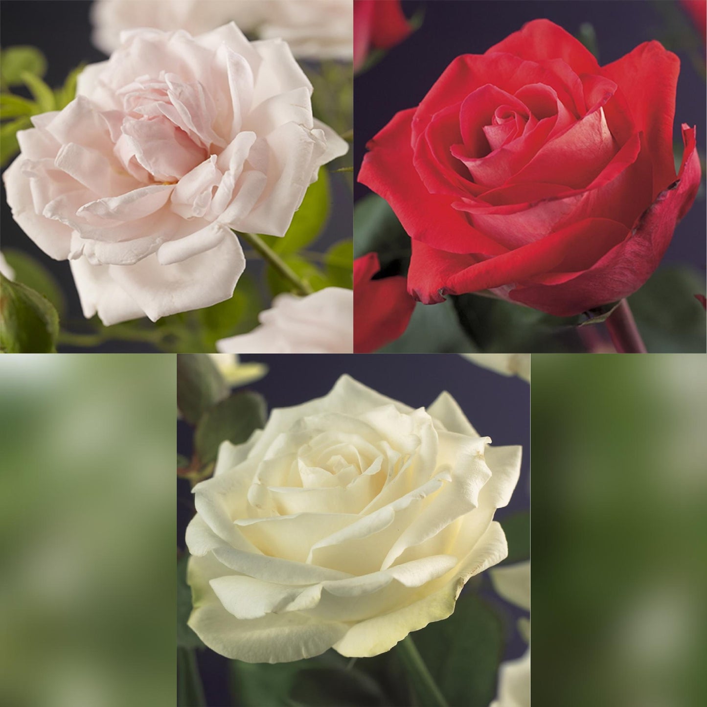 Rosa grimpante Red Climber. Gros plan de trois roses, une rouge, une rose pâle et une blanche, sur fond sombre.
