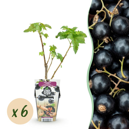 Cassis Ribes nigrum Titania : jeune plant en pot avec une pastille « x6 » indiquant la quantité, et gros plan de baies de cassis.