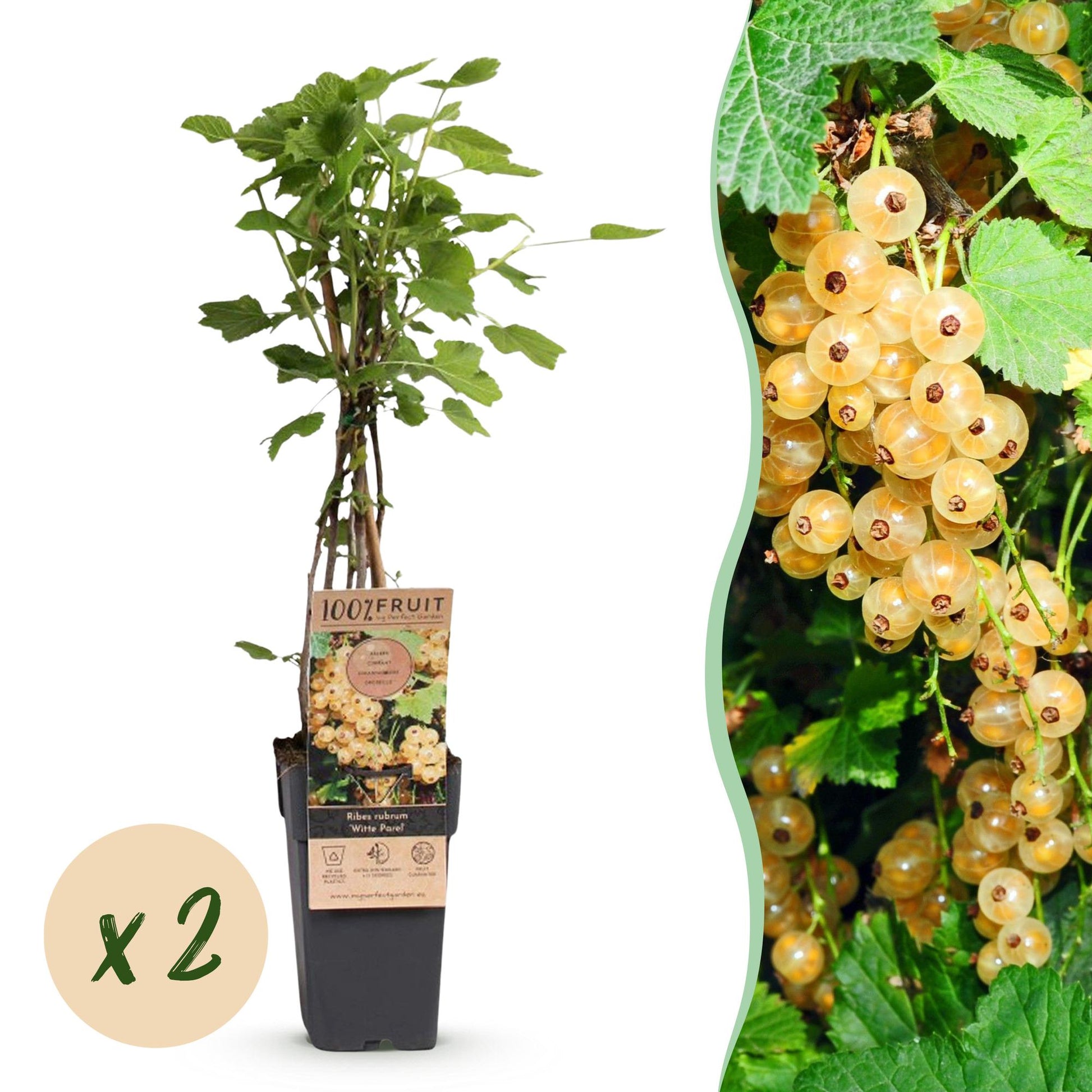 Groseillier blanc 'Witte Parel', plant en pot avec pastille "x2", accompagné d'une photo des grappes de baies jaunes-blanches.