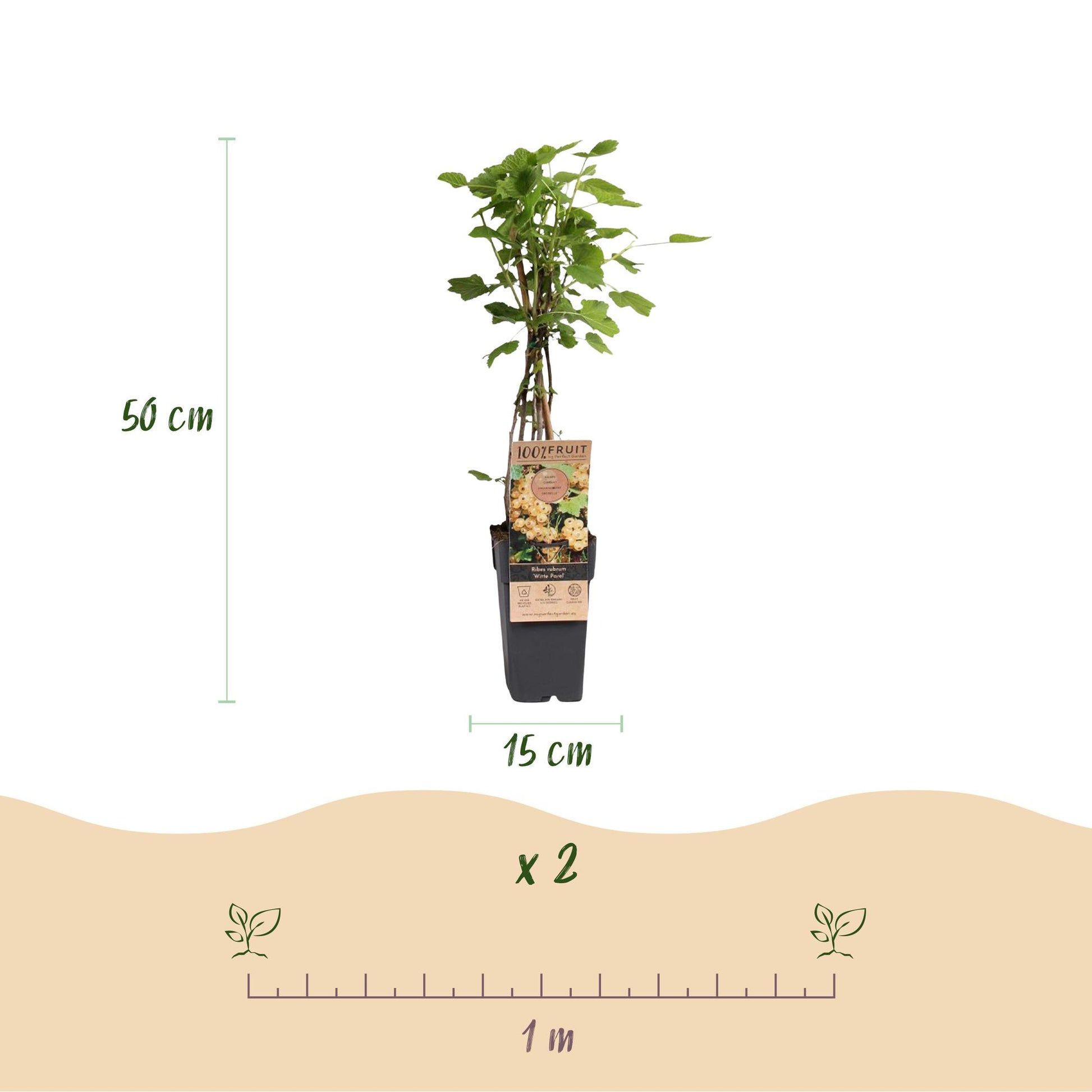 Groseillier blanc 'Witte Parel', plant en pot de 15 cm et 50 cm de haut. Indication de quantité x2 et espacement de plantation de 1 mètre.