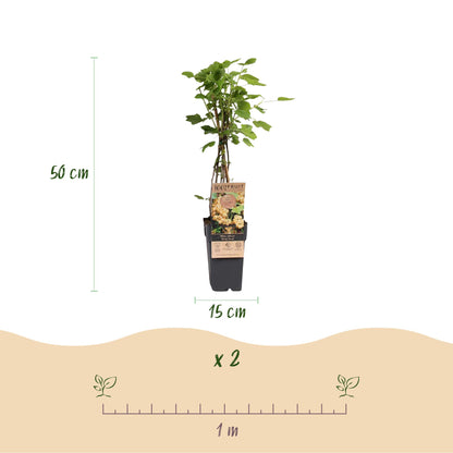Groseillier blanc 'Witte Parel', plant en pot de 15 cm et 50 cm de haut. Indication de quantité x2 et espacement de plantation de 1 mètre.