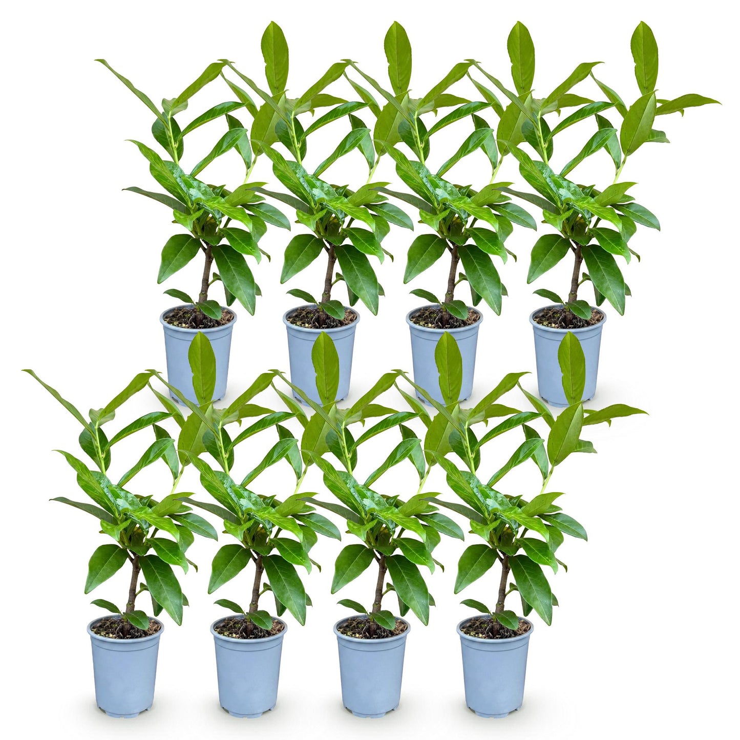 Prunus laur. Novita : 8 plants de cerisier laurier en pots gris alignés sur fond blanc, prêts à être plantés pour une haie persistante.