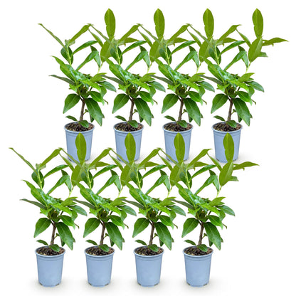 Prunus laur. Novita : 8 plants de cerisier laurier en pots gris alignés sur fond blanc, prêts à être plantés pour une haie persistante.