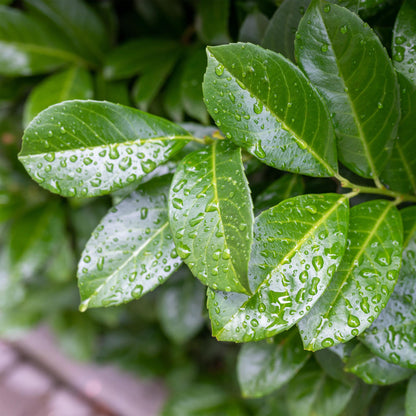Prunus laurocerasus Etna®. Gros plan sur les feuilles vertes et luisantes d'un laurier-cerise Etna couvertes de gouttes de pluie.