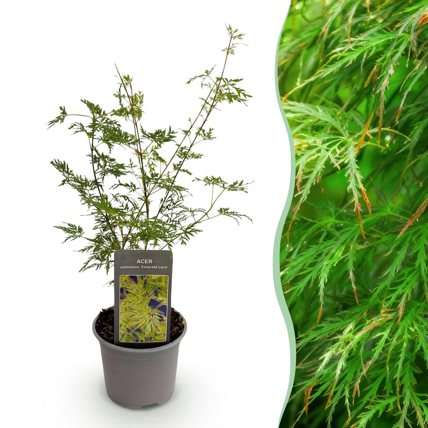 Acer palmatum Emerald Lace : jeune plant en pot sur fond blanc, juxtaposé à un gros plan de son feuillage vert finement découpé.