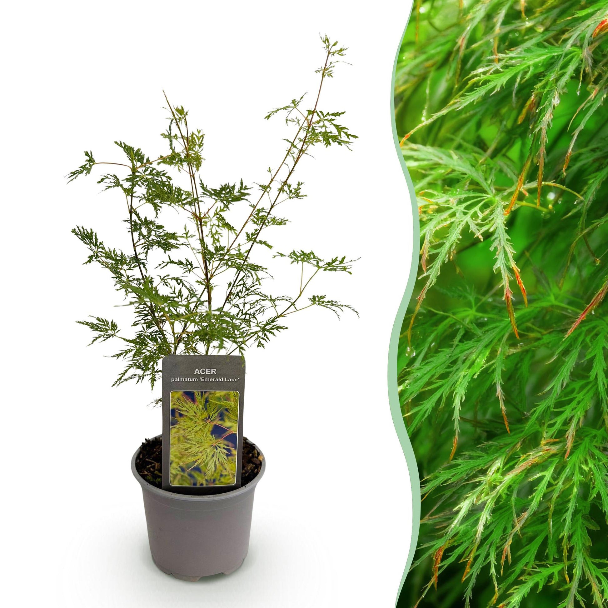 Acer palmatum Emerald Lace : jeune plant en pot sur fond blanc, juxtaposé à un gros plan de son feuillage vert finement découpé.