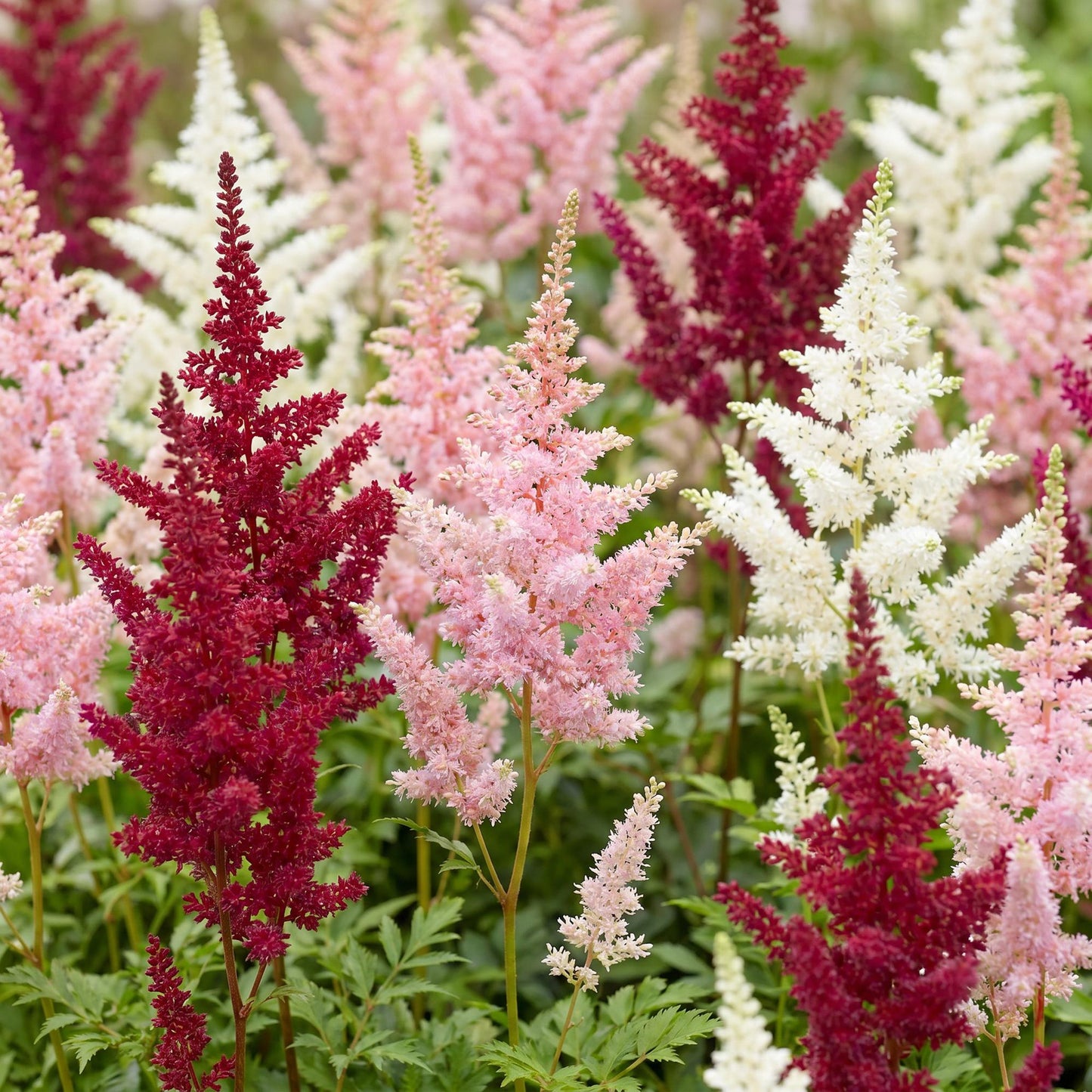 Astilbe Deutschland en mélange, fleurs plumeuses roses, blanches et rouges vif, idéales pour un jardin ombragé et coloré.