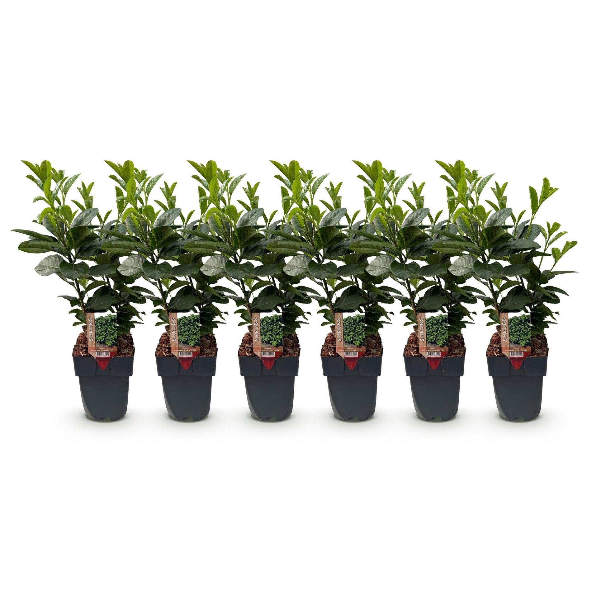 Prunus laurocerasus Etna : lot de 6 plantes en pot alignées sur fond blanc, feuillage vert persistant.