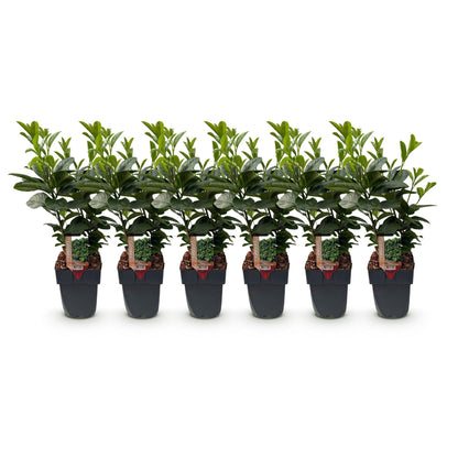 Prunus laurocerasus Etna : lot de 6 plantes en pot alignées sur fond blanc, feuillage vert persistant.