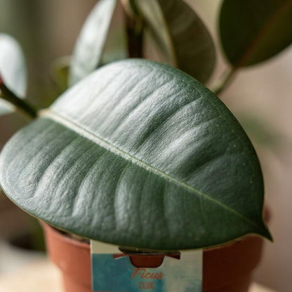 Plante d'intérieur - Caoutchouc - Ficus Elastica Cloe - Vert - Peu d'entretien - 1 Plante - Pot 19cm - Hauteur 65cm