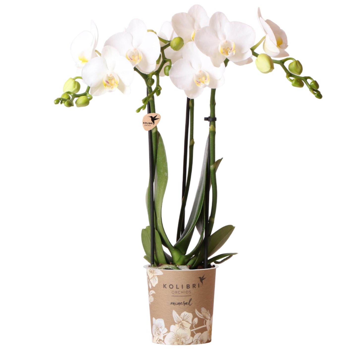 Orchidée Phalaenopsis blanche en pot