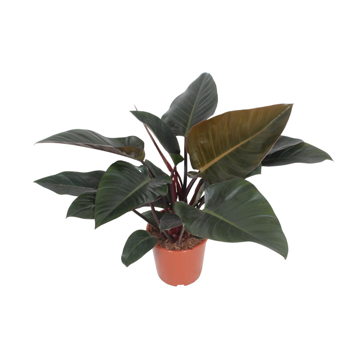 Philodendron Congo Red en pot de 27 cm, hauteur 80 cm, photographié sur fond blanc