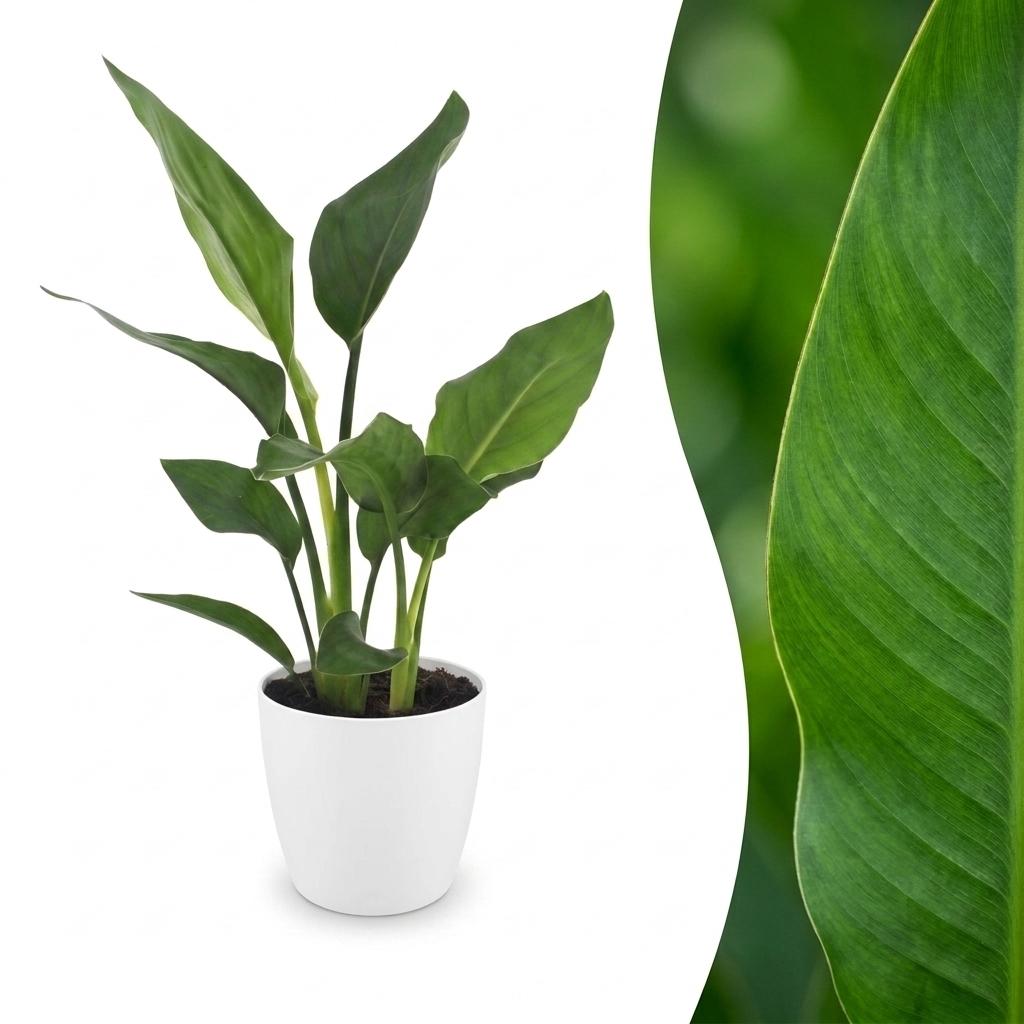 Magnifique Strelitzia Reginea, l'Oiseau de paradis, avec ses grandes feuilles vertes et luxuriantes, dans un pot de 12cm blanc