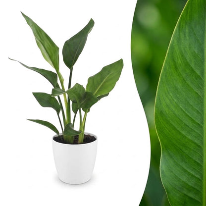 Magnifique Strelitzia Reginea, l'Oiseau de paradis, avec ses grandes feuilles vertes et luxuriantes, dans un pot de 12cm blanc