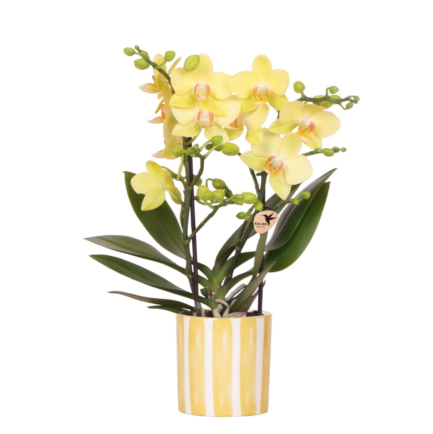 Orchidée Phalaenopsis jaune avec cache-pot Rayures jaune
