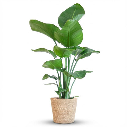 Strelitzia Nicolai avec panier Zeegras naturel - 80cm - Ø21