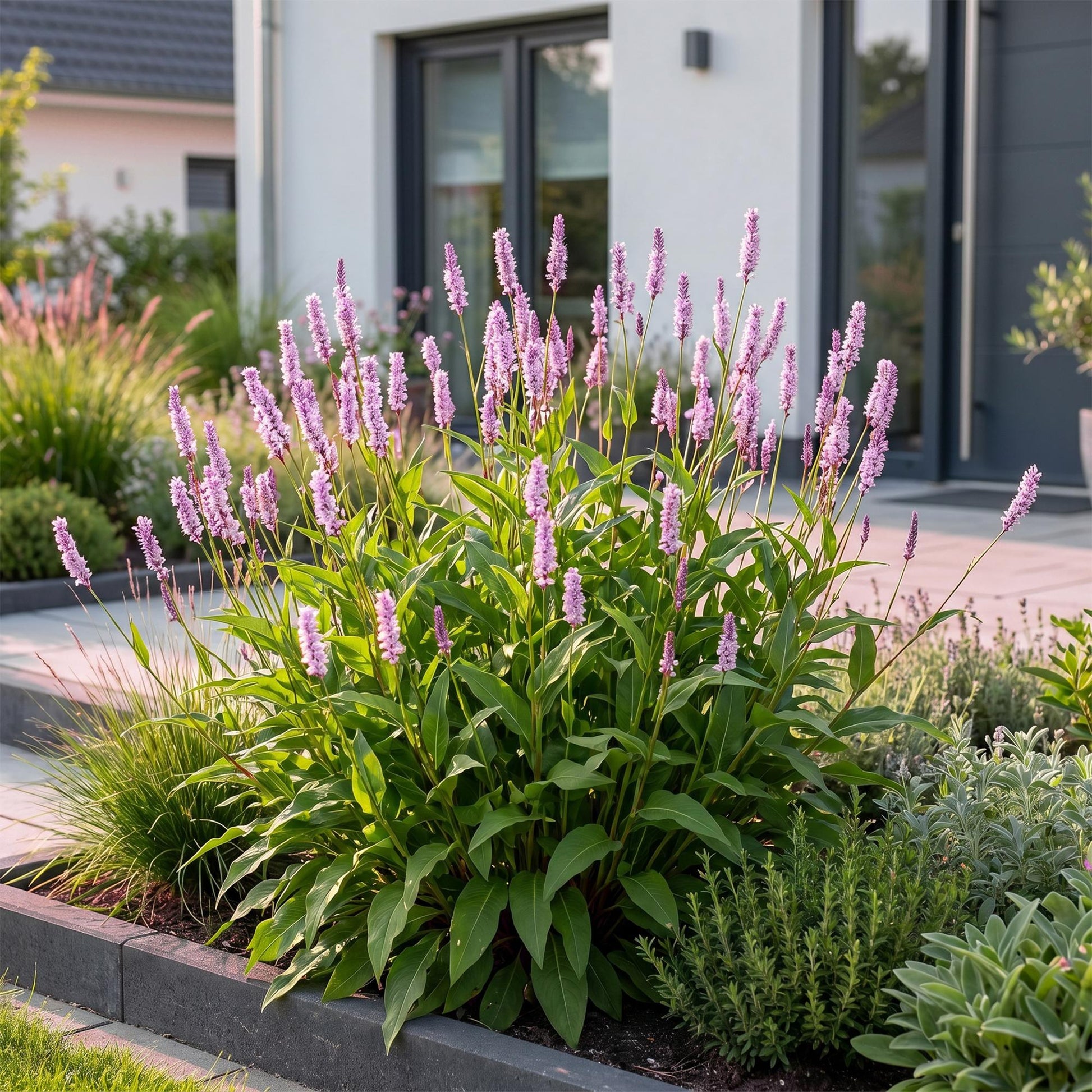 Persicaria ampl. Rosea (Renouée) en pleine floraison avec ses épis roses lumineux, plantée devant une maison moderne.