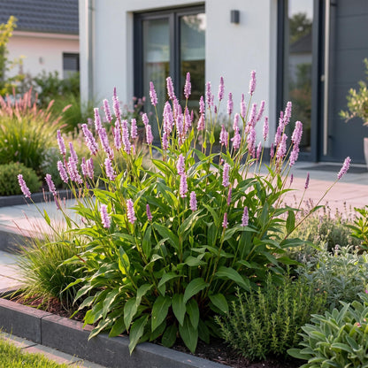 Persicaria ampl. Rosea (Renouée) en pleine floraison avec ses épis roses lumineux, plantée devant une maison moderne.
