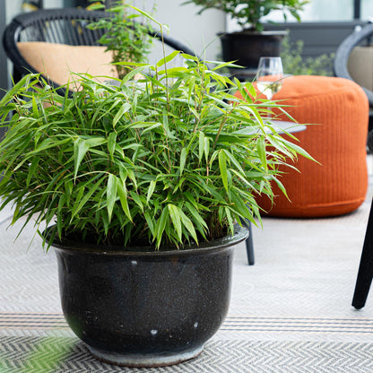 Bambou Fargesia Rufa en pot noir sur une terrasse moderne, à côté d'un pouf orange et d'une chaise, créant une ambiance zen.