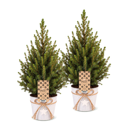 Épicéa de l'Alberta 'Conica' lot de 2 sapins en pot de 17 cm, pot en zinc