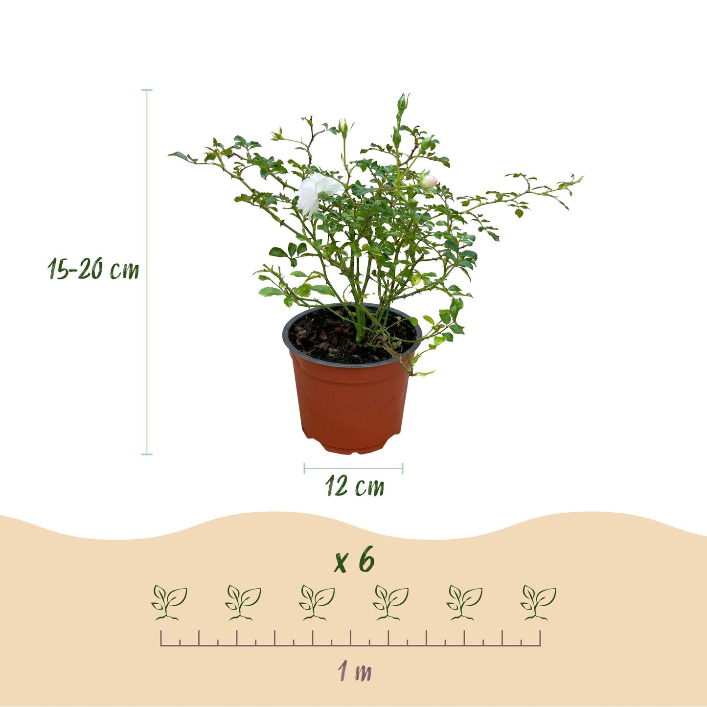 Rosier de Jardin 'Rosa White Fairy' en pot de 12cm, hauteur 15-20cm, avec infographie 'x6' et espacement de 1 mètre pour la plantation.