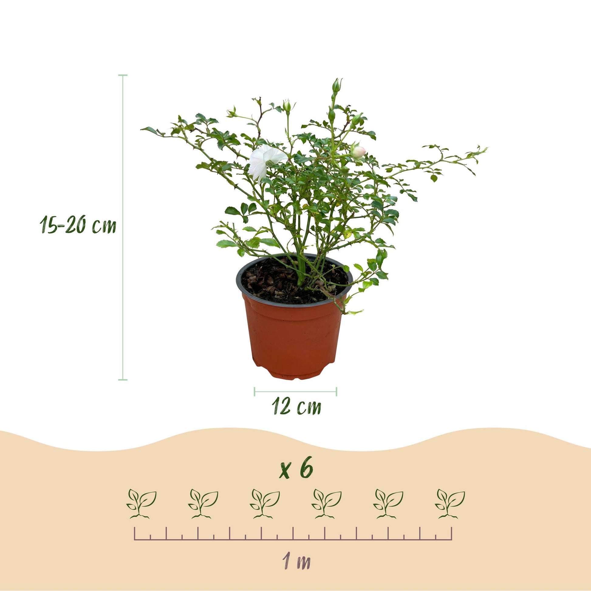 Rosier de Jardin 'Rosa White Fairy' en pot de 12cm, hauteur 15-20cm, avec infographie 'x6' et espacement de 1 mètre pour la plantation.
