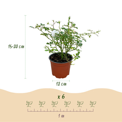 Rosier de Jardin 'Rosa White Fairy' en pot de 12cm, hauteur 15-20cm, avec infographie 'x6' et espacement de 1 mètre pour la plantation.