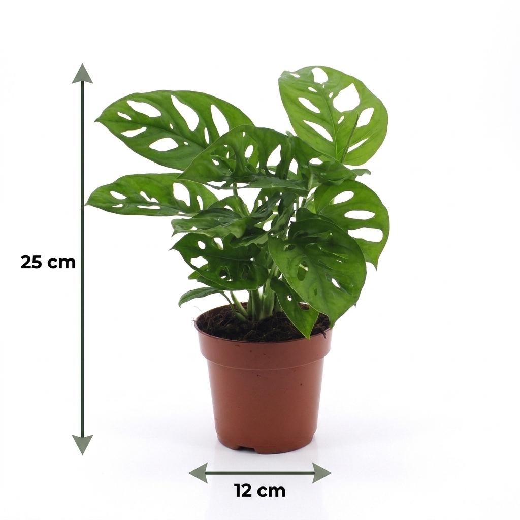 Un Monstera Adansonii au feuillage perforé caractéristique, dans un pot de culture de 12cm