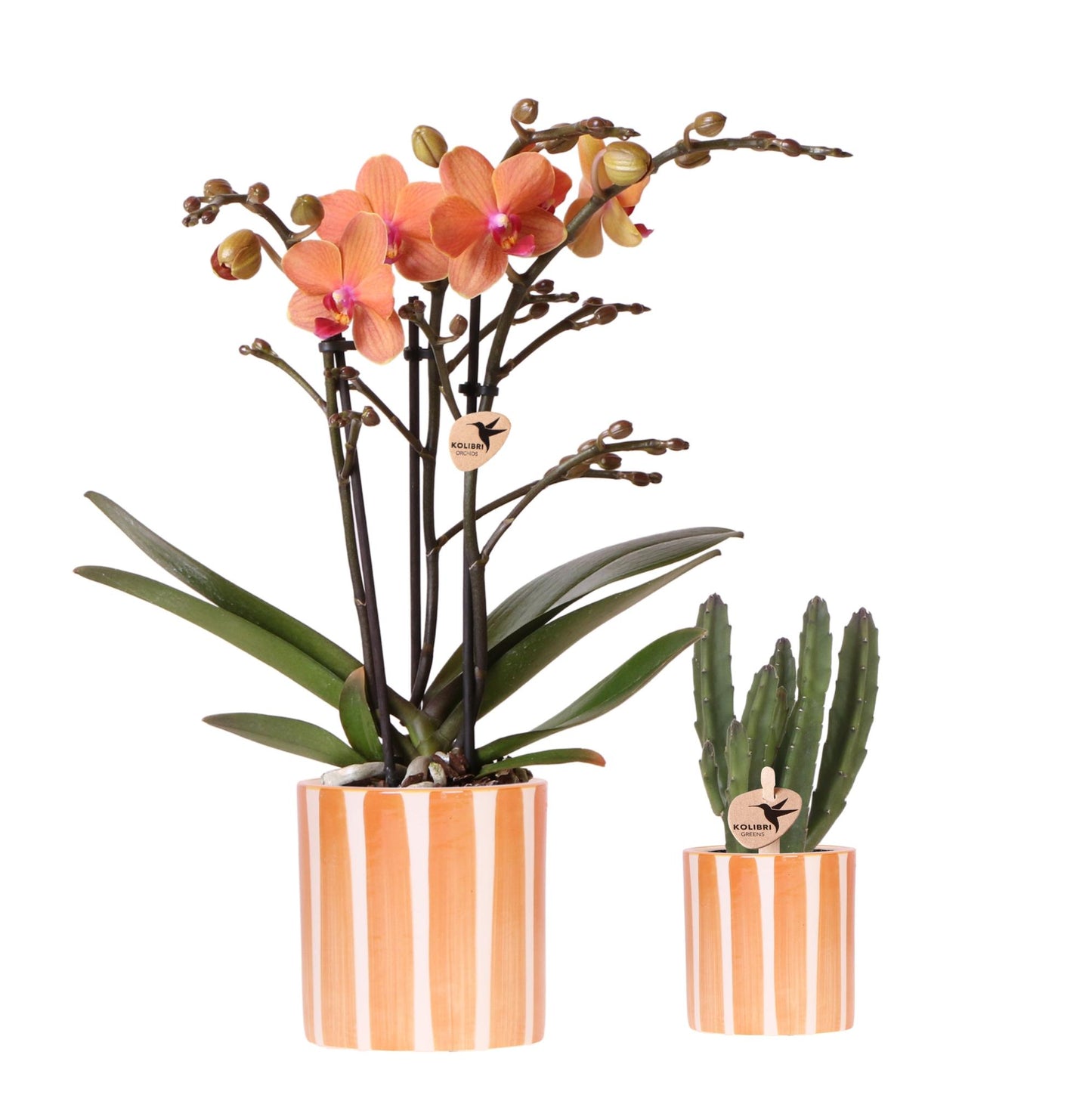Orchidée Phalaenopsis orange en pot