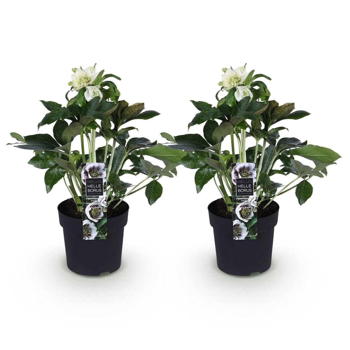 Rose de Carême 'Double Ellen White' - lot de 2 plants en pot de 14 cm