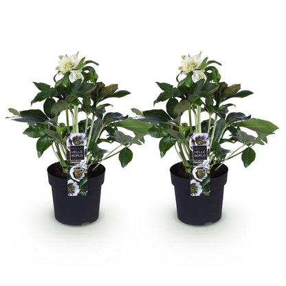 Rose de Carême 'Double Ellen White' - lot de 2 plants en pot de 14 cm