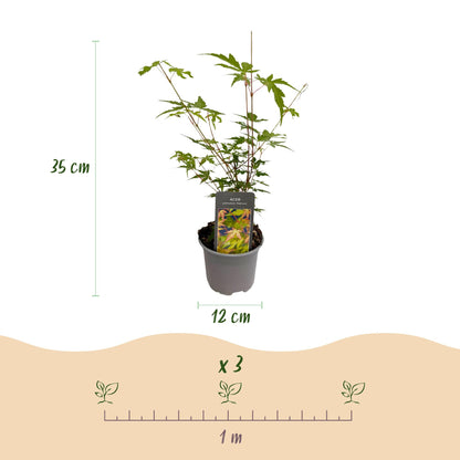 Acer palmatum Sangokaku, plant en pot avec indication de la hauteur (35 cm), du diamètre du pot (12 cm) et de l'espacement de plantation rec