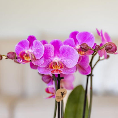 Orchidée Phalaenopsis violet-rose en pot
