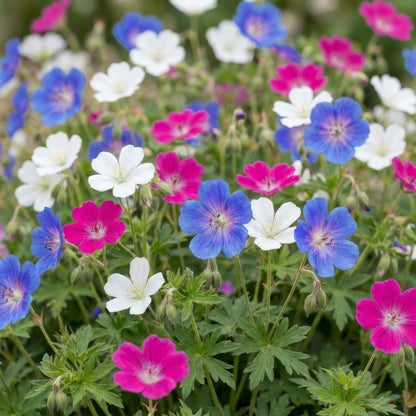 Géranium Tricolour avec des fleurs épanouies aux couleurs vives : magenta, bleu violet et blanc pur.