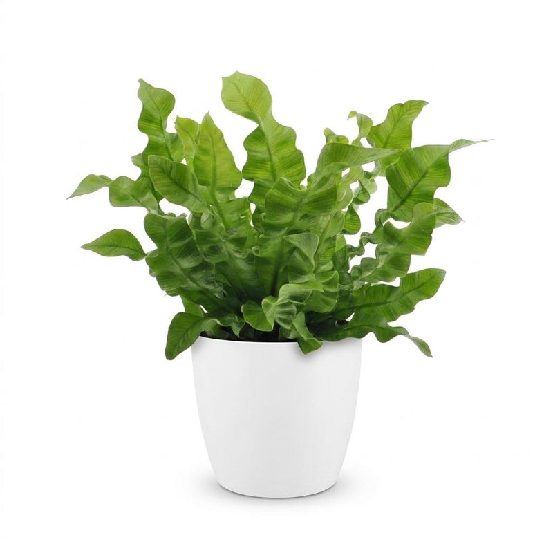 Asplenium Crispy Wave - Fougère Crispy Wave - Pot de 12cm