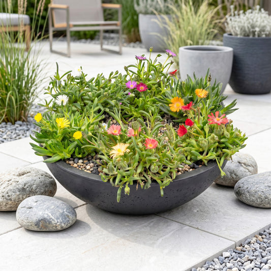 Delosperma mix, aussi appelé pourpier vivace, en pot avec de jolies fleurs colorées sur une terrasse moderne.