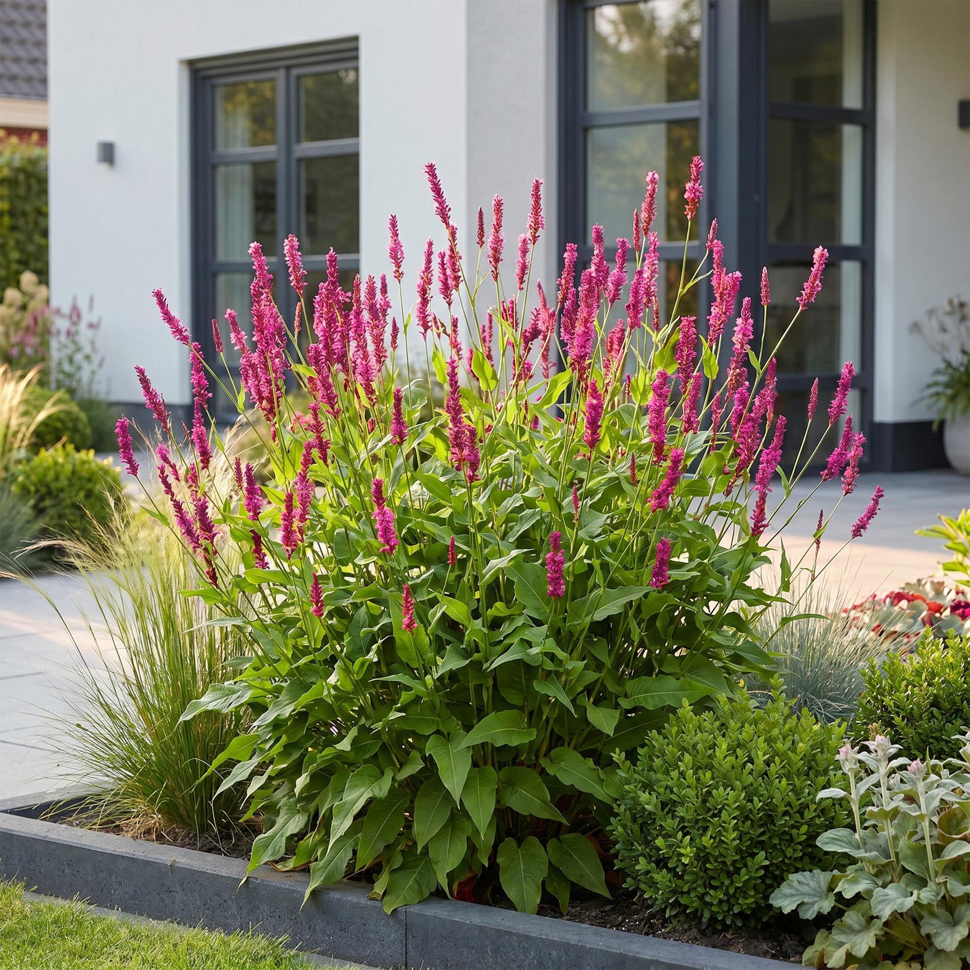 Renouée (Persicaria amplexicaulis) en fleurs, avec des épis roses vifs, plantée en massif devant une maison moderne.