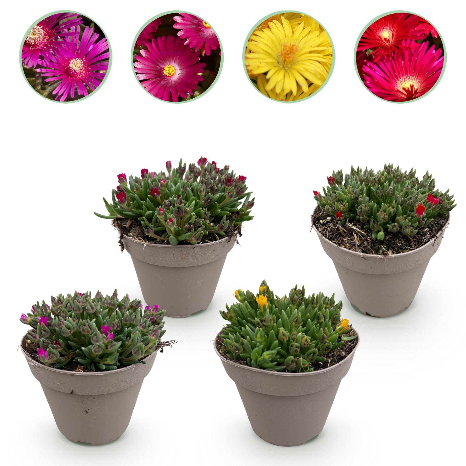 Delosperma : lot de quatre plants en pot alignés sur fond blanc, avec un aperçu en bulles des fleurs roses, fuchsia et jaunes.