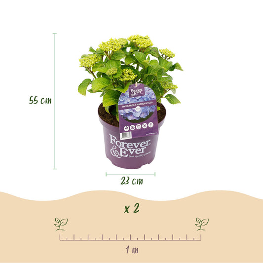 Hortensia Hydrangea Forever & Ever bleu, plant en pot avec hauteur de 55 cm, diamètre du pot de 23 cm et espacement de 1 m pour 2 plants.