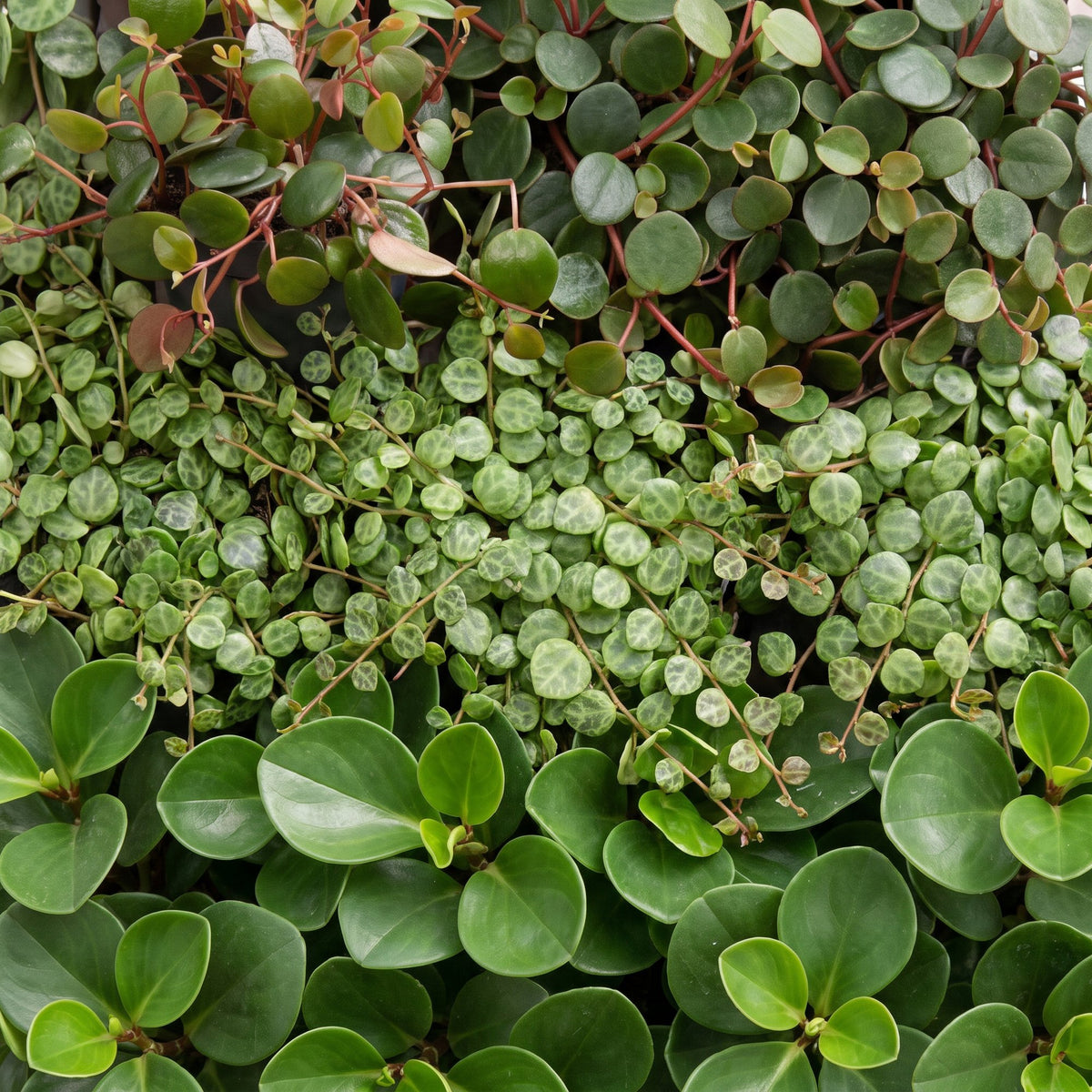 Détail du feuillage de Bébés Peperomia