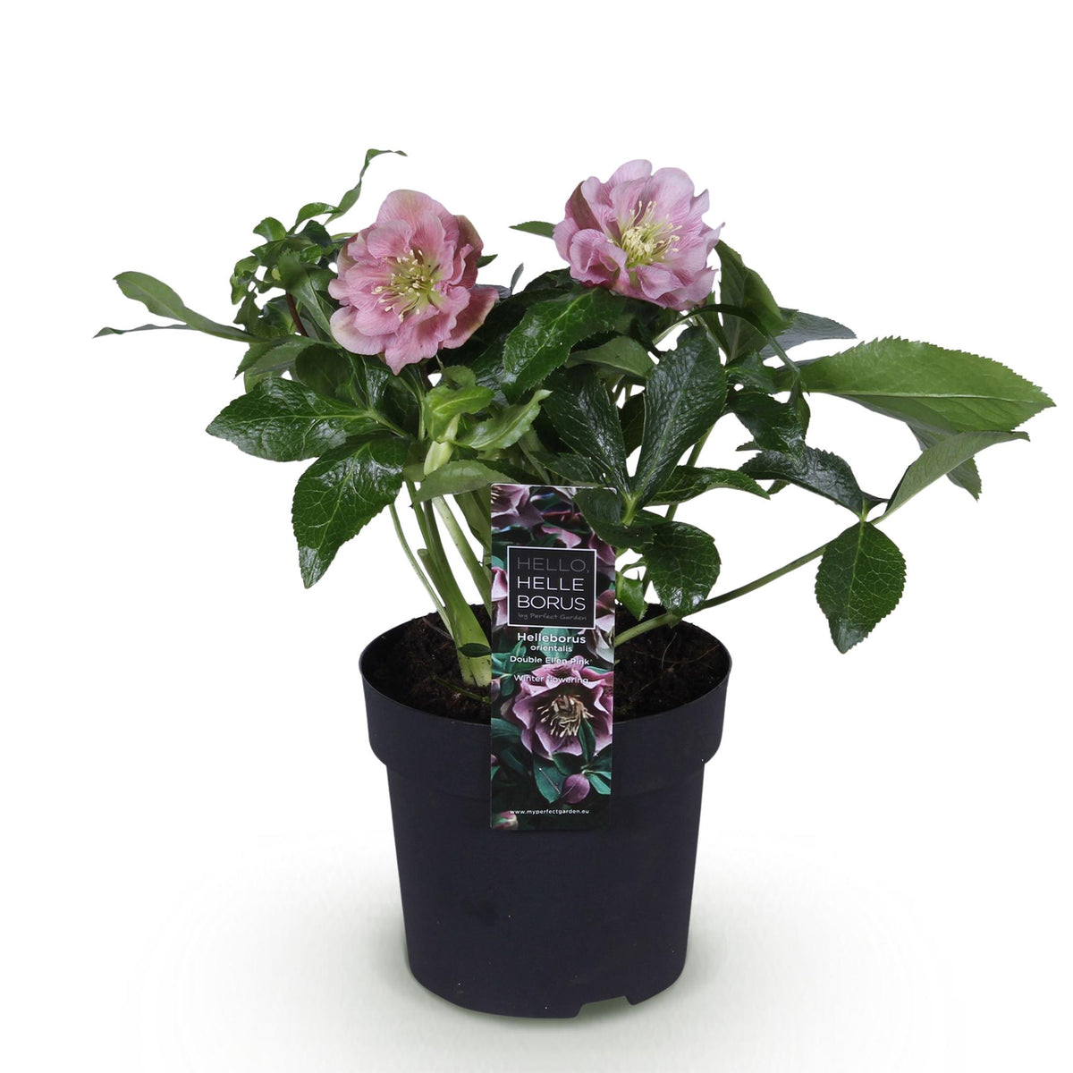 Rose de Carême 'Double Ellen Pink' - 1 plant en pot de 14 cm