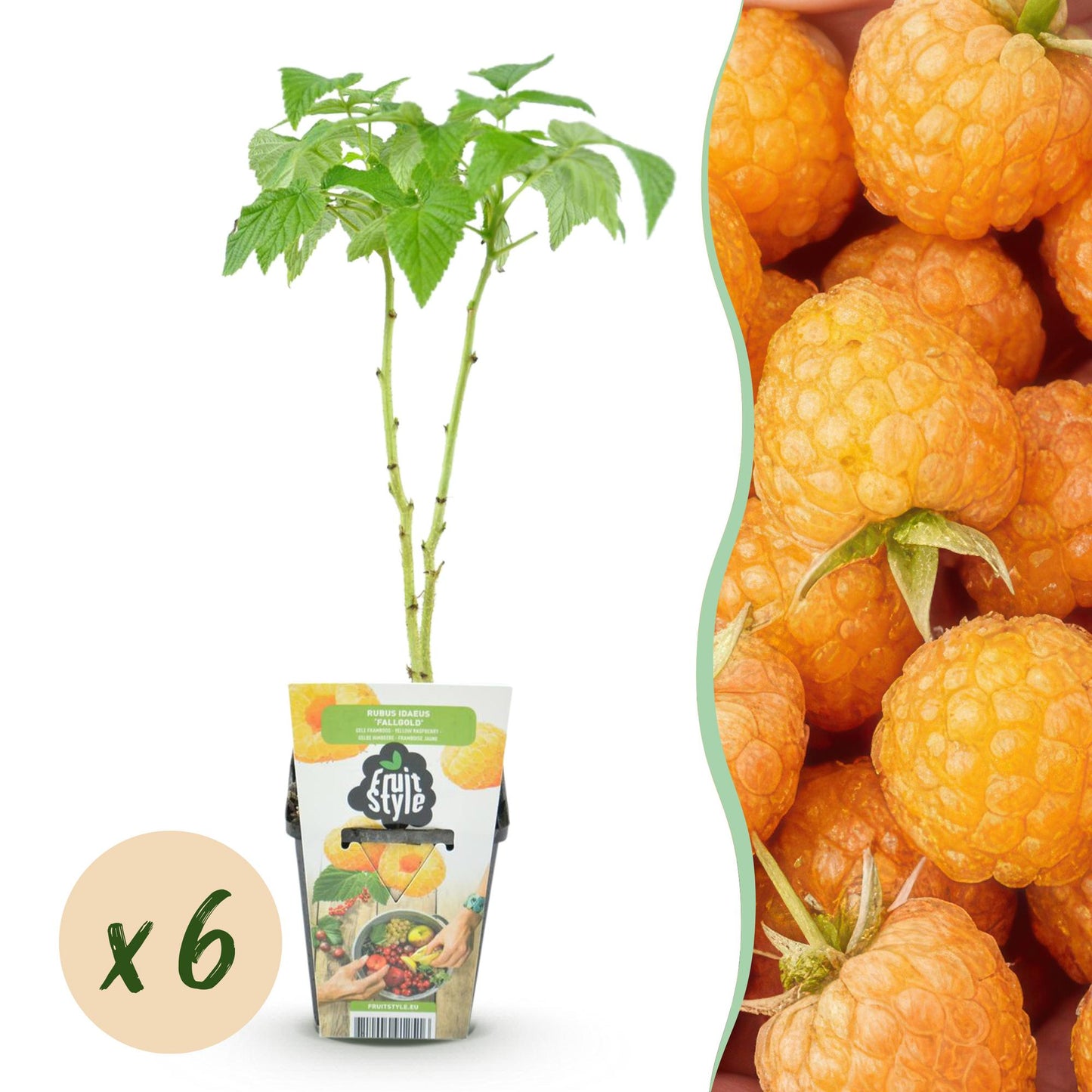Framboise Rubus idaeus Fallgold : un jeune plant en pot accompagné d'une pastille 'x6' et d'un gros plan sur de nombreuses framboises jaunes