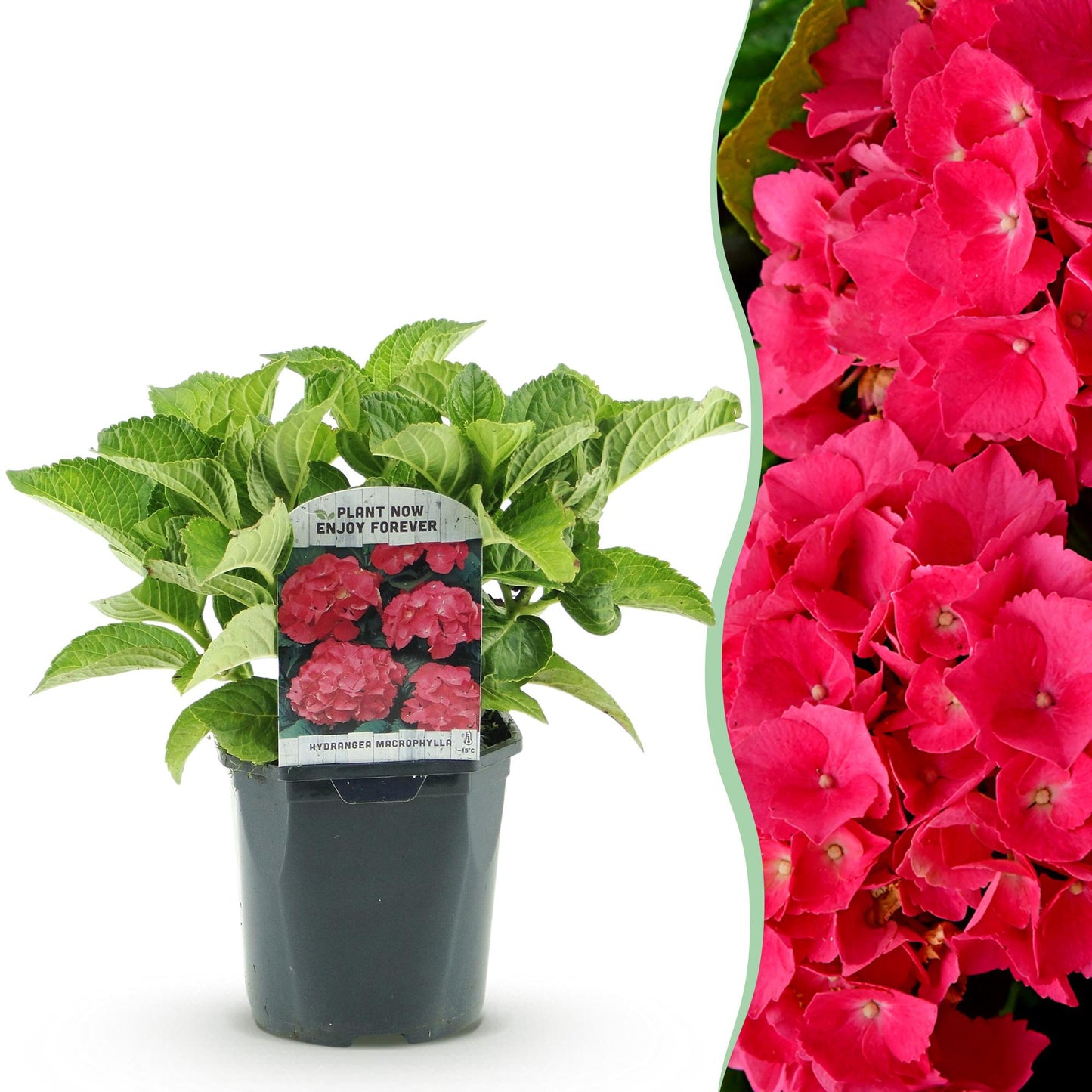 Hortensia de jardin (Hydrangea macrophylla), arbuste fleuri rustique, Pot 17 cm, Hauteur 30 cm