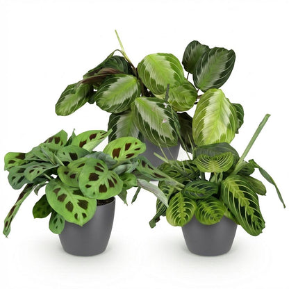 Plante d'intérieur - Marantha Silverband, Marantha Lemon Lime Marantha Kerchoveana - Plante à prière - Plante amie des animaux - Vert - 3 Plantes - avec Pot Gris - Pot 12cm - Hauteur 25cm