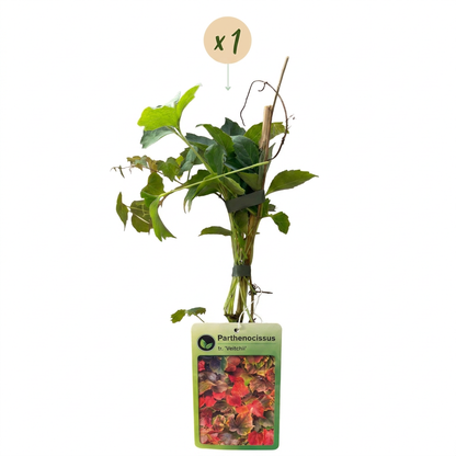 Vigne vierge de Boskoop (Parthenocissus tricuspidata) - grimpante au feuillage flamboyant